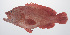  ( - PHISH-441)  @11 [ ] CreativeCommons  Attribution Non-Commercial (by-nc) (2016) Unspecified Smithsonian Institution National Museum of Natural History