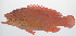  ( - PHISH-451)  @11 [ ] CreativeCommons  Attribution Non-Commercial (by-nc) (2016) Unspecified Smithsonian Institution National Museum of Natural History
