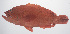  ( - PHISH-453)  @11 [ ] CreativeCommons  Attribution Non-Commercial (by-nc) (2016) Unspecified Smithsonian Institution National Museum of Natural History