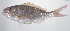  ( - PHISH-456)  @11 [ ] CreativeCommons  Attribution Non-Commercial (by-nc) (2016) Unspecified Smithsonian Institution National Museum of Natural History
