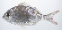  ( - PHISH-459)  @11 [ ] CreativeCommons  Attribution Non-Commercial (by-nc) (2016) Unspecified Smithsonian Institution National Museum of Natural History