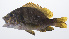  ( - PHISH-546)  @11 [ ] CreativeCommons  Attribution Non-Commercial (by-nc) (2016) Unspecified Smithsonian Institution National Museum of Natural History