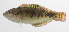  ( - PHISH-658)  @11 [ ] CreativeCommons  Attribution Non-Commercial (by-nc) (2016) Unspecified Smithsonian Institution National Museum of Natural History