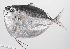  ( - PHISH-714)  @11 [ ] CreativeCommons  Attribution Non-Commercial (by-nc) (2016) Unspecified Smithsonian Institution National Museum of Natural History