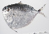  ( - PHISH-715)  @11 [ ] CreativeCommons  Attribution Non-Commercial (by-nc) (2016) Unspecified Smithsonian Institution National Museum of Natural History