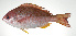 ( - PI-0118)  @11 [ ] CreativeCommons  Attribution Non-Commercial (by-nc) (2011) Unspecified Smithsonian Institution National Museum of Natural History