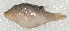  ( - PI-0467)  @11 [ ] CreativeCommons  Attribution Non-Commercial (by-nc) (2011) Unspecified Smithsonian Institution National Museum of Natural History