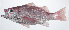  ( - RP-039)  @11 [ ] CreativeCommons  Attribution Non-Commercial (by-nc) (2012) Unspecified Smithsonian Institution National Museum of Natural History