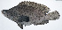  ( - RP-002)  @11 [ ] CreativeCommons  Attribution Non-Commercial (by-nc) (2012) Unspecified Smithsonian Institution National Museum of Natural History