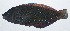  ( - RP-064)  @11 [ ] CreativeCommons  Attribution Non-Commercial (by-nc) (2012) Unspecified Smithsonian Institution National Museum of Natural History