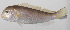  (Branchiostegus saitoi - PHI-324)  @11 [ ] CreativeCommons  Attribution Non-Commercial (by-nc) (2013) Unspecified Smithsonian Institution National Museum of Natural History
