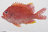  (Meganthias kingyo - PHI-328)  @11 [ ] CreativeCommons  Attribution Non-Commercial (by-nc) (2013) Unspecified Smithsonian Institution National Museum of Natural History