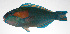  ( - PHI-137)  @11 [ ] CreativeCommons  Attribution Non-Commercial (by-nc) (2013) Unspecified Smithsonian Institution National Museum of Natural History