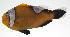  ( - PHI-052)  @11 [ ] CreativeCommons  Attribution Non-Commercial (by-nc) (2013) Unspecified Smithsonian Institution National Museum of Natural History