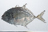  ( - PIL-064)  @11 [ ] CreativeCommons  Attribution Non-Commercial (by-nc) (2014) Unspecified Smithsonian Institution National Museum of Natural History