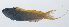  ( - PIL-171)  @11 [ ] CreativeCommons  Attribution Non-Commercial (by-nc) (2014) Unspecified Smithsonian Institution National Museum of Natural History