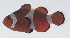  ( - PIL-255)  @11 [ ] CreativeCommons  Attribution Non-Commercial (by-nc) (2014) Unspecified Smithsonian Institution National Museum of Natural History