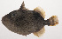  ( - VIS-075)  @11 [ ] CreativeCommons  Attribution Non-Commercial (by-nc) (2015) Unspecified Smithsonian Institution National Museum of Natural History