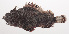  (Scorpaenopsis neglecta - VIS-087)  @11 [ ] CreativeCommons  Attribution Non-Commercial (by-nc) (2015) Unspecified Smithsonian Institution National Museum of Natural History