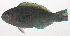  ( - VIS-092)  @11 [ ] CreativeCommons  Attribution Non-Commercial (by-nc) (2015) Unspecified Smithsonian Institution National Museum of Natural History