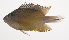  (Pomacentrus grammorhynchus - VIS-097)  @11 [ ] CreativeCommons  Attribution Non-Commercial (by-nc) (2015) Unspecified Smithsonian Institution National Museum of Natural History