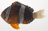  ( - VIS-192)  @11 [ ] CreativeCommons  Attribution Non-Commercial (by-nc) (2015) Unspecified Smithsonian Institution National Museum of Natural History