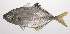  ( - VIS-198)  @11 [ ] CreativeCommons  Attribution Non-Commercial (by-nc) (2015) Unspecified Smithsonian Institution National Museum of Natural History