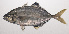  ( - VIS-205)  @11 [ ] CreativeCommons  Attribution Non-Commercial (by-nc) (2015) Unspecified Smithsonian Institution National Museum of Natural History