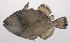  ( - VIS-228)  @11 [ ] CreativeCommons  Attribution Non-Commercial (by-nc) (2015) Unspecified Smithsonian Institution National Museum of Natural History