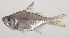  ( - VIS-264)  @11 [ ] CreativeCommons  Attribution Non-Commercial (by-nc) (2015) Unspecified Smithsonian Institution National Museum of Natural History