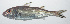  (Upeneus subvittatus - VIS-287)  @11 [ ] CreativeCommons  Attribution Non-Commercial (by-nc) (2015) Unspecified Smithsonian Institution National Museum of Natural History