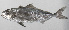  ( - PHI-367)  @11 [ ] CreativeCommons  Attribution Non-Commercial (by-nc) (2013) Unspecified Smithsonian Institution National Museum of Natural History