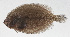  ( - PHI-251)  @11 [ ] CreativeCommons  Attribution Non-Commercial (by-nc) (2013) Unspecified Smithsonian Institution National Museum of Natural History