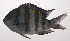  ( - VIS-169)  @11 [ ] CreativeCommons  Attribution Non-Commercial (by-nc) (2015) Unspecified Smithsonian Institution National Museum of Natural History