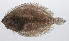  ( - PHIL-014)  @11 [ ] CreativeCommons  Attribution Non-Commercial (by-nc) (2015) Unspecified Smithsonian Institution National Museum of Natural History