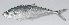  ( - PHIL-025)  @11 [ ] CreativeCommons  Attribution Non-Commercial (by-nc) (2015) Unspecified Smithsonian Institution National Museum of Natural History
