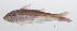  ( - PHIL-026)  @11 [ ] CreativeCommons  Attribution Non-Commercial (by-nc) (2015) Unspecified Smithsonian Institution National Museum of Natural History
