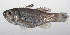  (Jaydia poeciloptera - PHIL-060)  @11 [ ] CreativeCommons  Attribution Non-Commercial (by-nc) (2015) Unspecified Smithsonian Institution National Museum of Natural History