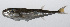  ( - PHIL-112)  @11 [ ] CreativeCommons  Attribution Non-Commercial (by-nc) (2015) Unspecified Smithsonian Institution National Museum of Natural History