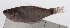  (Ostorhinchus jenkinsi - PHIL-120)  @11 [ ] CreativeCommons  Attribution Non-Commercial (by-nc) (2015) Unspecified Smithsonian Institution National Museum of Natural History