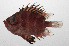  ( - PHIL-208)  @11 [ ] CreativeCommons  Attribution Non-Commercial (by-nc) (2015) Unspecified Smithsonian Institution National Museum of Natural History