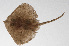  ( - PHIL-235)  @11 [ ] CreativeCommons  Attribution Non-Commercial (by-nc) (2015) Unspecified Smithsonian Institution National Museum of Natural History