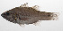  (Ostorhinchus hartzfeldii - PHIL-331)  @11 [ ] CreativeCommons  Attribution Non-Commercial (by-nc) (2015) Unspecified Smithsonian Institution National Museum of Natural History