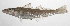 ( - PHIL-462)  @11 [ ] CreativeCommons  Attribution Non-Commercial (by-nc) (2015) Unspecified Smithsonian Institution National Museum of Natural History