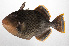  ( - PHIL-481)  @11 [ ] CreativeCommons  Attribution Non-Commercial (by-nc) (2015) Unspecified Smithsonian Institution National Museum of Natural History