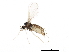  ( - BIOUG01123-F03)  @13 [ ] CreativeCommons - Attribution (2012) CBG Photography Group Centre for Biodiversity Genomics