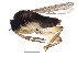  ( - BIOUG01360-E09)  @13 [ ] CreativeCommons - Attribution (2012) CBG Photography Group Centre for Biodiversity Genomics
