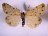  (Setina alpestris - TLMF Lep 00088)  @11 [ ] CreativeCommons - Attribution Non-Commercial Share-Alike (2010) Unspecified Tiroler Landesmuseen