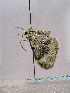  ( - TLMF Lep 00235)  @12 [ ] CreativeCommons - Attribution Non-Commercial Share-Alike (2010) Unspecified Tiroler Landesmuseen