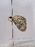  ( - TLMF Lep 00236)  @12 [ ] CreativeCommons - Attribution Non-Commercial Share-Alike (2010) Unspecified Tiroler Landesmuseen